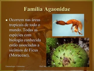 Família Agaonidae
   Ocorrem nas áreas
    tropicais de todo o
    mundo. Todas as
    espécies com
    biologia conhecida
    estão associadas a
    sicônios de Ficus
    (Moraceae),

Entomologia - Unimontes   Prof. Magno Borges
 