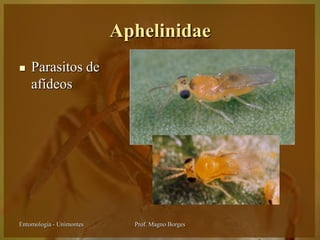 Aphelinidae
   Parasitos de
    afídeos




Entomologia - Unimontes     Prof. Magno Borges
 