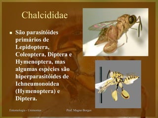 Chalcididae
   São parasitóides
    primários de
    Lepidoptera,
    Coleoptera, Diptera e
    Hymenoptera, mas
    algumas espécies são
    hiperparasitóides de
    Ichneumonoidea
    (Hymenoptera) e
    Diptera.
Entomologia - Unimontes   Prof. Magno Borges
 
