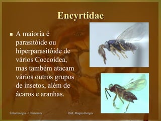 Encyrtidae
   A maioria é
    parasitóide ou
    hiperparasitóide de
    vários Coccoidea,
    mas também atacam
    vários outros grupos
    de insetos, além de
    ácaros e aranhas.

Entomologia - Unimontes     Prof. Magno Borges
 