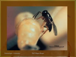 Entomologia - Unimontes   Prof. Magno Borges
 