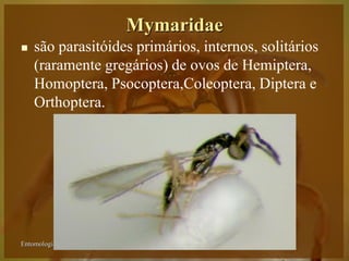 Mymaridae
   são parasitóides primários, internos, solitários
    (raramente gregários) de ovos de Hemiptera,
    Homoptera, Psocoptera,Coleoptera, Diptera e
    Orthoptera.




Entomologia - Unimontes    Prof. Magno Borges
 
