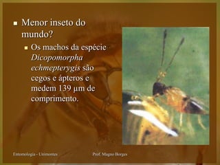    Menor inseto do
    mundo?
        Os machos da espécie
         Dicopomorpha
         echmepterygis são
         cegos e ápteros e
         medem 139 µm de
         comprimento.




Entomologia - Unimontes   Prof. Magno Borges
 