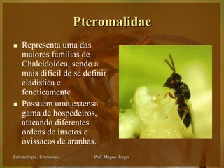 Pteromalidae
   Representa uma das
    maiores famílias de
    Chalcidoidea, sendo a
    mais difícil de se definir
    cladística e
    feneticamente
   Possuem uma extensa
    gama de hospedeiros,
    atacando diferentes
    ordens de insetos e
    ovissacos de aranhas.
Entomologia - Unimontes      Prof. Magno Borges
 