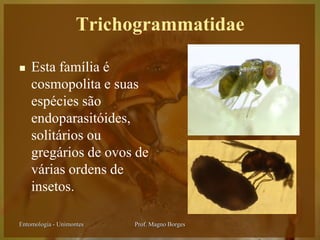 Trichogrammatidae

   Esta família é
    cosmopolita e suas
    espécies são
    endoparasitóides,
    solitários ou
    gregários de ovos de
    várias ordens de
    insetos.

Entomologia - Unimontes   Prof. Magno Borges
 