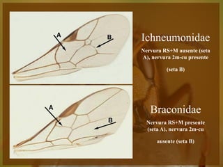 Ichneumonidae
                                               Nervura RS+M ausente (seta
                                               A), nervura 2m-cu presente

                                                        (seta B)




                                                  Braconidae
                                                Nervura RS+M presente
                                                (seta A), nervura 2m-cu

                                                    ausente (seta B)

Entomologia - Unimontes   Prof. Magno Borges
 