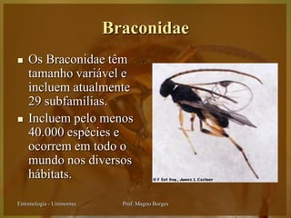 Braconidae
   Os Braconidae têm
    tamanho variável e
    incluem atualmente
    29 subfamílias.
   Incluem pelo menos
    40.000 espécies e
    ocorrem em todo o
    mundo nos diversos
    hábitats.

Entomologia - Unimontes     Prof. Magno Borges
 