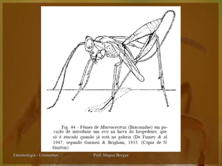 Entomologia - Unimontes   Prof. Magno Borges
 