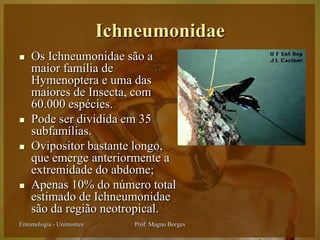 Ichneumonidae
   Os Ichneumonidae são a
    maior família de
    Hymenoptera e uma das
    maiores de Insecta, com
    60.000 espécies.
   Pode ser dividida em 35
    subfamílias.
   Ovipositor bastante longo,
    que emerge anteriormente a
    extremidade do abdome;
   Apenas 10% do número total
    estimado de Ichneumonidae
    são da região neotropical.
Entomologia - Unimontes      Prof. Magno Borges
 