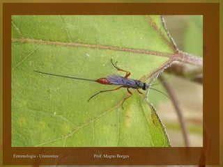 Entomologia - Unimontes   Prof. Magno Borges
 