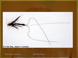 Entomologia - Unimontes   Prof. Magno Borges
 