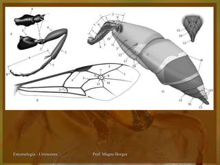 Entomologia - Unimontes   Prof. Magno Borges
 