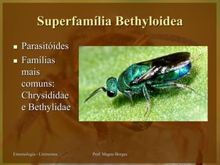 Superfamília Bethyloidea
   Parasitóides
   Famílias
    mais
    comuns:
    Chrysididae
    e Bethylidae



Entomologia - Unimontes   Prof. Magno Borges
 