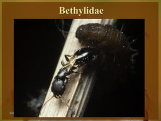 Bethylidae




Entomologia - Unimontes    Prof. Magno Borges
 