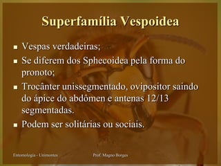 Superfamília Vespoidea
   Vespas verdadeiras;
   Se diferem dos Sphecoidea pela forma do
    pronoto;
   Trocânter unissegmentado, ovipositor saindo
    do ápice do abdômen e antenas 12/13
    segmentadas.
   Podem ser solitárias ou sociais.

Entomologia - Unimontes   Prof. Magno Borges
 