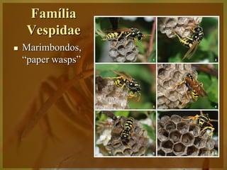 Família
    Vespidae
   Marimbondos,
    “paper wasps”
 