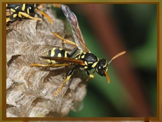 Entomologia - Unimontes   Prof. Magno Borges
 