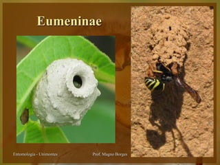 Eumeninae




Entomologia - Unimontes   Prof. Magno Borges
 