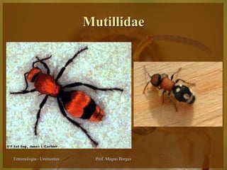 Mutillidae




Entomologia - Unimontes     Prof. Magno Borges
 