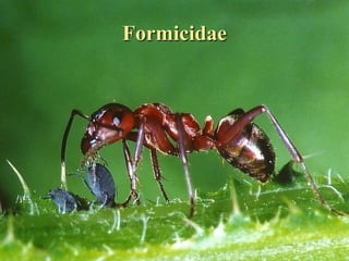 Formicidae




Entomologia - Unimontes     Prof. Magno Borges
 