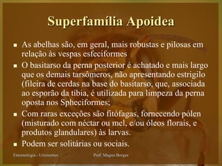 Superfamília Apoidea
   As abelhas são, em geral, mais robustas e pilosas em
    relação às vespas esfeciformes
   O basitarso da perna posterior é achatado e mais largo
    que os demais tarsômeros, não apresentando estrigilo
    (fileira de cerdas na base do basitarso, que, associada
    ao esporão da tíbia, é utilizada para limpeza da perna
    oposta nos Spheciformes;
   Com raras exceções são fitófagas, fornecendo pólen
    (misturado com néctar ou mel, e/ou óleos florais, e
    produtos glandulares) às larvas.
   Podem ser solitárias ou sociais.
Entomologia - Unimontes   Prof. Magno Borges
 