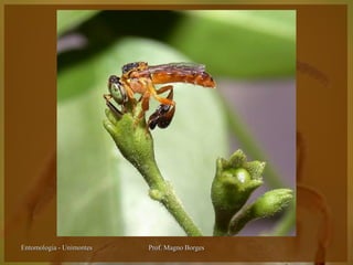 Entomologia - Unimontes   Prof. Magno Borges
 