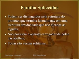 Família Sphecidae
   Podem ser distinguidos pela estrutura do
    pronoto, que termina lateralmente em uma
    estrutura arredondada que não alcança as
    tégulas;
   Não possuem o aparato carregador de pólen
    das abelhas;
   Todas são vespas solitárias;


Entomologia - Unimontes    Prof. Magno Borges
 