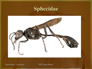 Sphecidae




Entomologia - Unimontes    Prof. Magno Borges
 