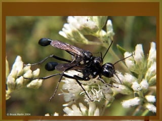 Entomologia - Unimontes   Prof. Magno Borges
 
