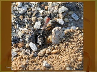 Entomologia - Unimontes   Prof. Magno Borges
 
