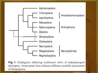 Entomologia - Unimontes   Prof. Magno Borges
 