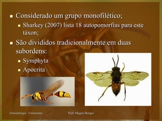    Considerado um grupo monofilético;
        Sharkey (2007) lista 18 autopomorfias para este
         táxon;
   São divididos tradicionalmente em duas
    subordens:
        Symphyta
        Apocrita




Entomologia - Unimontes   Prof. Magno Borges
 