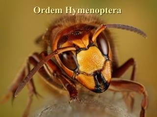 Ordem Hymenoptera




Entomologia - Unimontes   Prof. Magno Borges
 