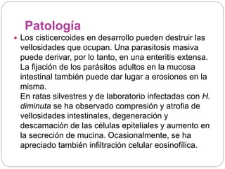 Patología 
 Los cisticercoides en desarrollo pueden destruir las 
vellosidades que ocupan. Una parasitosis masiva 
puede derivar, por lo tanto, en una enteritis extensa. 
La fijación de los parásitos adultos en la mucosa 
intestinal también puede dar lugar a erosiones en la 
misma. 
En ratas silvestres y de laboratorio infectadas con H. 
diminuta se ha observado compresión y atrofia de 
vellosidades intestinales, degeneración y 
descamación de las células epiteliales y aumento en 
la secreción de mucina. Ocasionalmente, se ha 
apreciado también infiltración celular eosinofílica. 
 