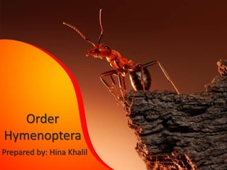 Order
Hymenoptera
Prepared by: Hina Khalil
 