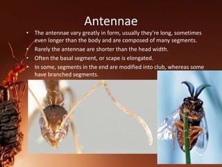 Antennae
• The antennae vary greatly in form, usually they’re long, sometimes
even longer than the body and are composed of many segments.
• Rarely the antennae are shorter than the head width.
• Often the basal segment, or scape is elongated.
• In some, segments in the end are modified into club, whereas some
have branched segments.
 