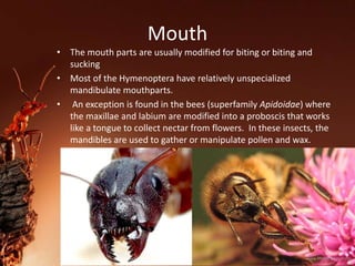 Mouth
• The mouth parts are usually modified for biting or biting and
sucking
• Most of the Hymenoptera have relatively unspecialized
mandibulate mouthparts.
• An exception is found in the bees (superfamily Apidoidae) where
the maxillae and labium are modified into a proboscis that works
like a tongue to collect nectar from flowers. In these insects, the
mandibles are used to gather or manipulate pollen and wax.
 
