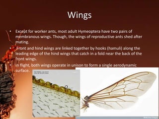 Wings
• Except for worker ants, most adult Hymeoptera have two pairs of
membranous wings. Though, the wings of reproductive ants shed after
mating.
• Front and hind wings are linked together by hooks (hamuli) along the
leading edge of the hind wings that catch in a fold near the back of the
front wings.
• In flight, both wings operate in unison to form a single aerodynamic
surface.
 