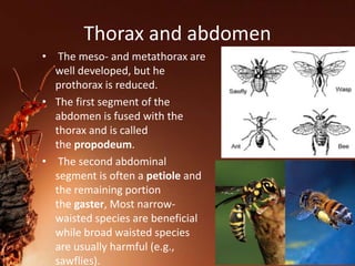 Thorax and abdomen
• The meso- and metathorax are
well developed, but he
prothorax is reduced.
• The first segment of the
abdomen is fused with the
thorax and is called
the propodeum.
• The second abdominal
segment is often a petiole and
the remaining portion
the gaster, Most narrow-
waisted species are beneficial
while broad waisted species
are usually harmful (e.g.,
sawflies).
 
