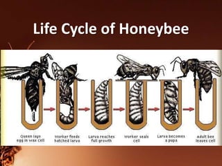 Life Cycle of Honeybee
 