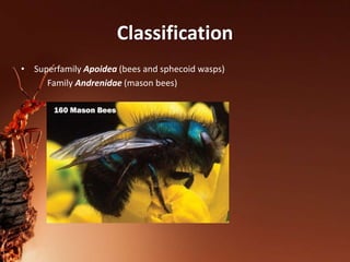 Classification
• Superfamily Apoidea (bees and sphecoid wasps)
Family Andrenidae (mason bees)
 