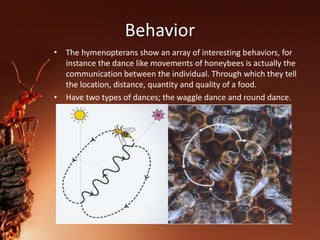 Behavior
• The hymenopterans show an array of interesting behaviors, for
instance the dance like movements of honeybees is actually the
communication between the individual. Through which they tell
the location, distance, quantity and quality of a food.
• Have two types of dances; the waggle dance and round dance.
 