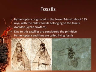 Fossils
• Hymenoptera originated in the Lower Triassic about 125
mya, with the oldest fossils belonging to the family
Xyelidae (xyelid sawflies).
• Due to this sawflies are considered the primitive
Hymenoptera and thus are called living fossils
 
