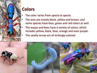 Colors
• The color varies from specie to specie.
• The ants are mostly black, yellow and brown, and
some species have blue, green and red colors as well.
• The wasps and bees have a variety of colors, which
includes yellow, black, blue, orange and even purple.
• The sawfly larvae are of strikingly colored.
 