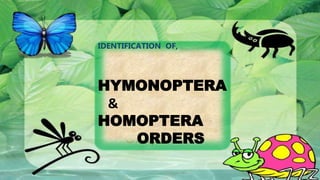 1
IDENTIFICATION OF,
HYMONOPTERA
&
HOMOPTERA
ORDERS
 
