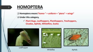 HYMONOPTERA .pptx