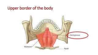 ANATOMY OF THE Hyoid bone | PDF