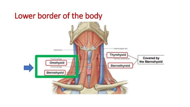 ANATOMY OF THE Hyoid bone
