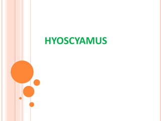 HYOSCYAMUS
 