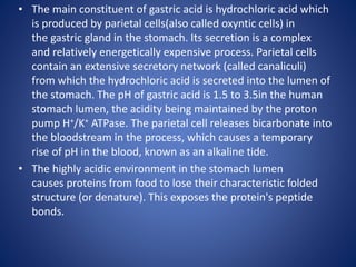 • The main constituent of gastric acid is hydrochloric acid which
is produced by parietal cells(also called oxyntic cells) in
the gastric gland in the stomach. Its secretion is a complex
and relatively energetically expensive process. Parietal cells
contain an extensive secretory network (called canaliculi)
from which the hydrochloric acid is secreted into the lumen of
the stomach. The pH of gastric acid is 1.5 to 3.5in the human
stomach lumen, the acidity being maintained by the proton
pump H+/K+ ATPase. The parietal cell releases bicarbonate into
the bloodstream in the process, which causes a temporary
rise of pH in the blood, known as an alkaline tide.
• The highly acidic environment in the stomach lumen
causes proteins from food to lose their characteristic folded
structure (or denature). This exposes the protein's peptide
bonds.
 
